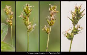 Attēlu rezultāti vaicājumam “Carex spicata”