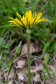 Attēlu rezultāti vaicājumam “Tragopogon pratensis subsp. pratensis fruit”