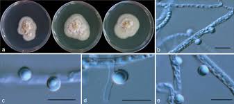 Attēlu rezultāti vaicājumam “Hyphodiscus hymeniophilus”