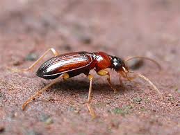 Attēlu rezultāti vaicājumam “Leistus terminatus”