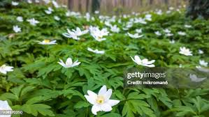 Attēlu rezultāti vaicājumam “Anemone sylvestris leaf”