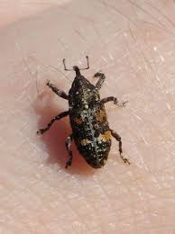 Attēlu rezultāti vaicājumam “Bitoma crenata imago”