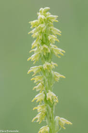 Attēlu rezultāti vaicājumam “Herminium monorchis”