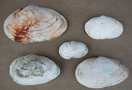 Attēlu rezultāti vaicājumam “Mya arenaria”