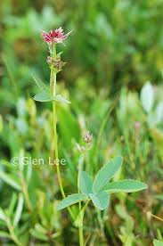 Attēlu rezultāti vaicājumam “Comarum palustre leaf”