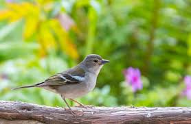 Attēlu rezultāti vaicājumam “Fringilla coelebs juvenile”