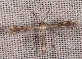 Attēlu rezultāti vaicājumam “Pterophoridae”