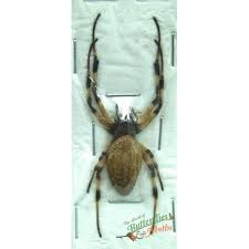 Attēlu rezultāti vaicājumam “Araneidae”