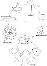Attēlu rezultāti vaicājumam “Physarum notabile stalked”