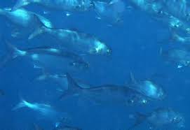 Image result for Pomatomus saltatrix