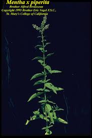 Image result for Menta x piperita