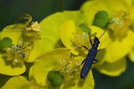 Attēlu rezultāti vaicājumam “Oedemera sp.”