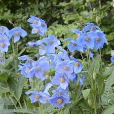 Image result for Meconopsis betonicifolia