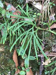 Attēlu rezultāti vaicājumam “Diphasium complanatum”