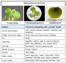 Attēlu rezultāti vaicājumam “Spirodela polyrhiza”