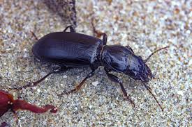 Attēlu rezultāti vaicājumam “Broscus cephalotes”