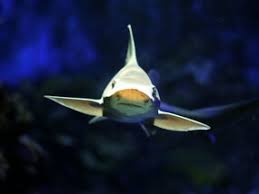 Image result for Mustelus mustelus