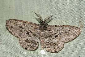 Attēlu rezultāti vaicājumam “Hypomecis roboraria”