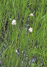 Attēlu rezultāti vaicājumam “Eriophorum gracile leaf”