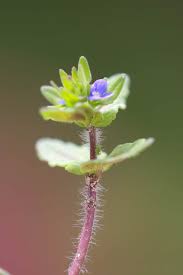 Attēlu rezultāti vaicājumam “Veronica arvensis leaf”