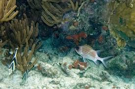 Image result for Holocentrus adscensionis