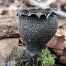 Attēlu rezultāti vaicājumam “Craterium sp.”