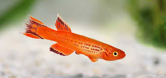 Image result for Aphyosemion