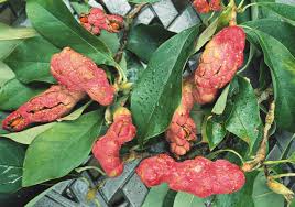 Attēlu rezultāti vaicājumam “Magnolia cylindrica”