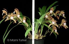 Attēlu rezultāti vaicājumam “Diderma tigrinum”