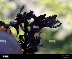 Attēlu rezultāti vaicājumam “Cetraria ericetorum”