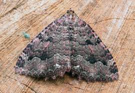 Attēlu rezultāti vaicājumam “Triphosa dubitata”