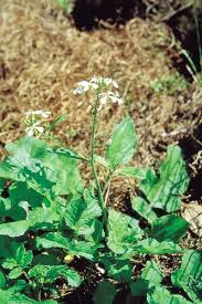 Attēlu rezultāti vaicājumam “Raphanus raphanistrum”