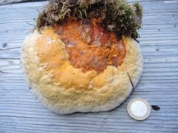 Attēlu rezultāti vaicājumam “Fomitopsis pinicola”