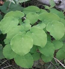 Attēlu rezultāti vaicājumam “Epimedium alpinum”