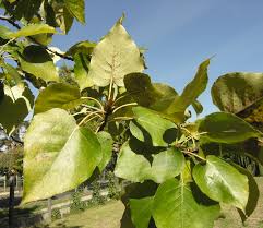 Attēlu rezultāti vaicājumam “Populus laurifolia”