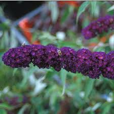 Image result for Buddleja davidii