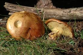 Attēlu rezultāti vaicājumam “Suillus bovinus”