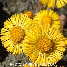 Attēlu rezultāti vaicājumam “Tussilago farfara fruit”