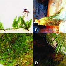 Attēlu rezultāti vaicājumam “Homomallium incurvatum sporophyte”