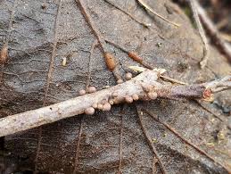 Attēlu rezultāti vaicājumam “Dianema nivale”