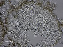 Attēlu rezultāti vaicājumam “Lecanora argentata”