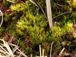 Attēlu rezultāti vaicājumam “Dicranum undulatum”