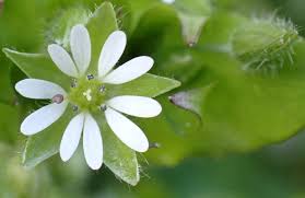 Attēlu rezultāti vaicājumam “Stellaria longifolia flower”