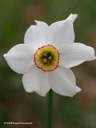 Attēlu rezultāti vaicājumam “Narcissus poeticus”