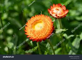 Attēlu rezultāti vaicājumam “Helichrysum arenarium bud”