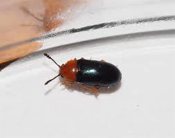 Attēlu rezultāti vaicājumam “Triplax aenea”