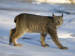 Image result for Lancashire Lynx