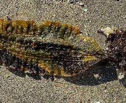 Attēlu rezultāti vaicājumam “Cribraria costata”