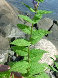 Attēlu rezultāti vaicājumam “Scapania apiculata”