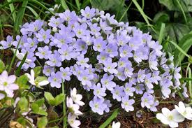 Attēlu rezultāti vaicājumam “Hepatica nobilis flower”